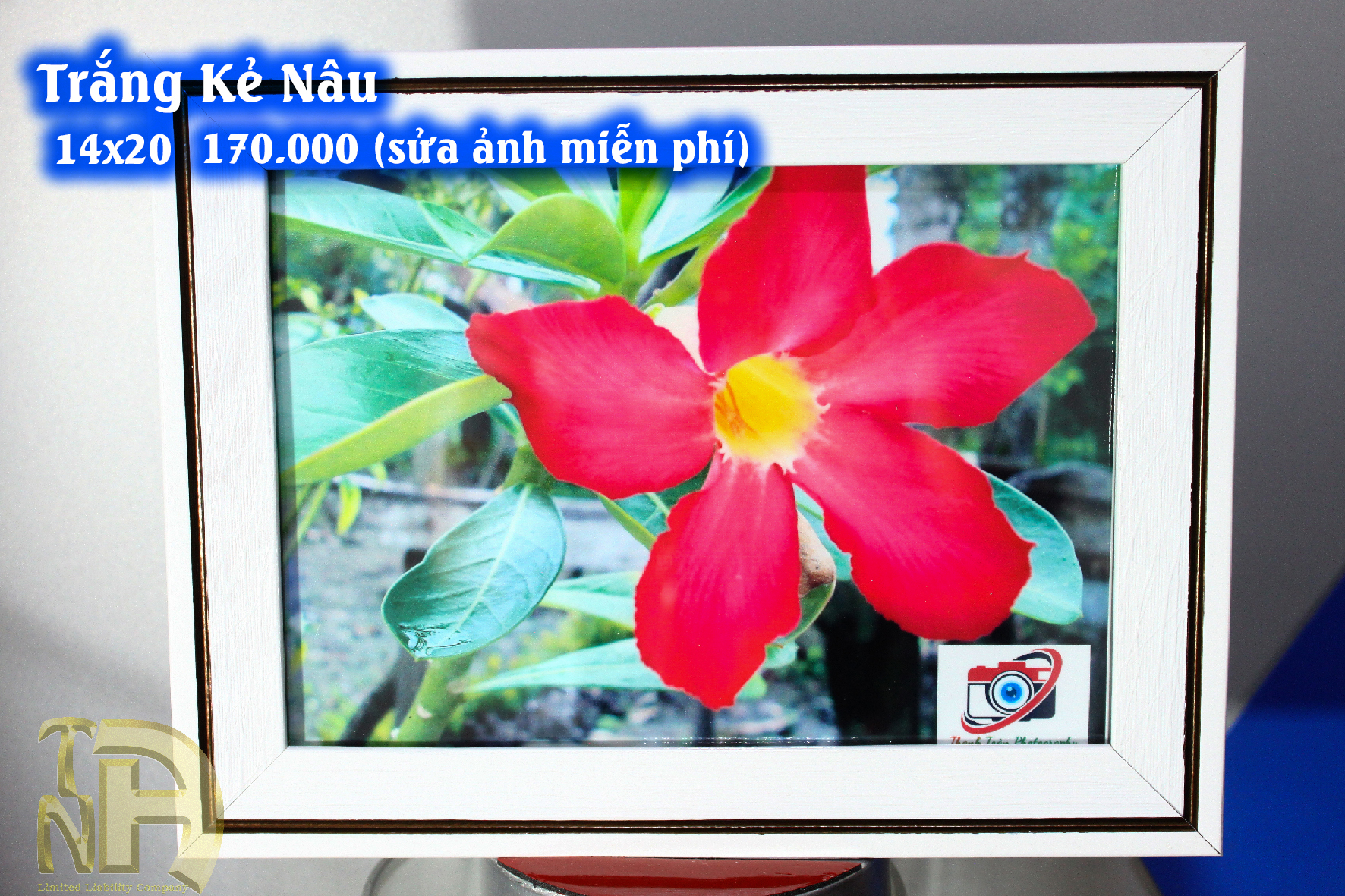 Trắng kẻ nâu