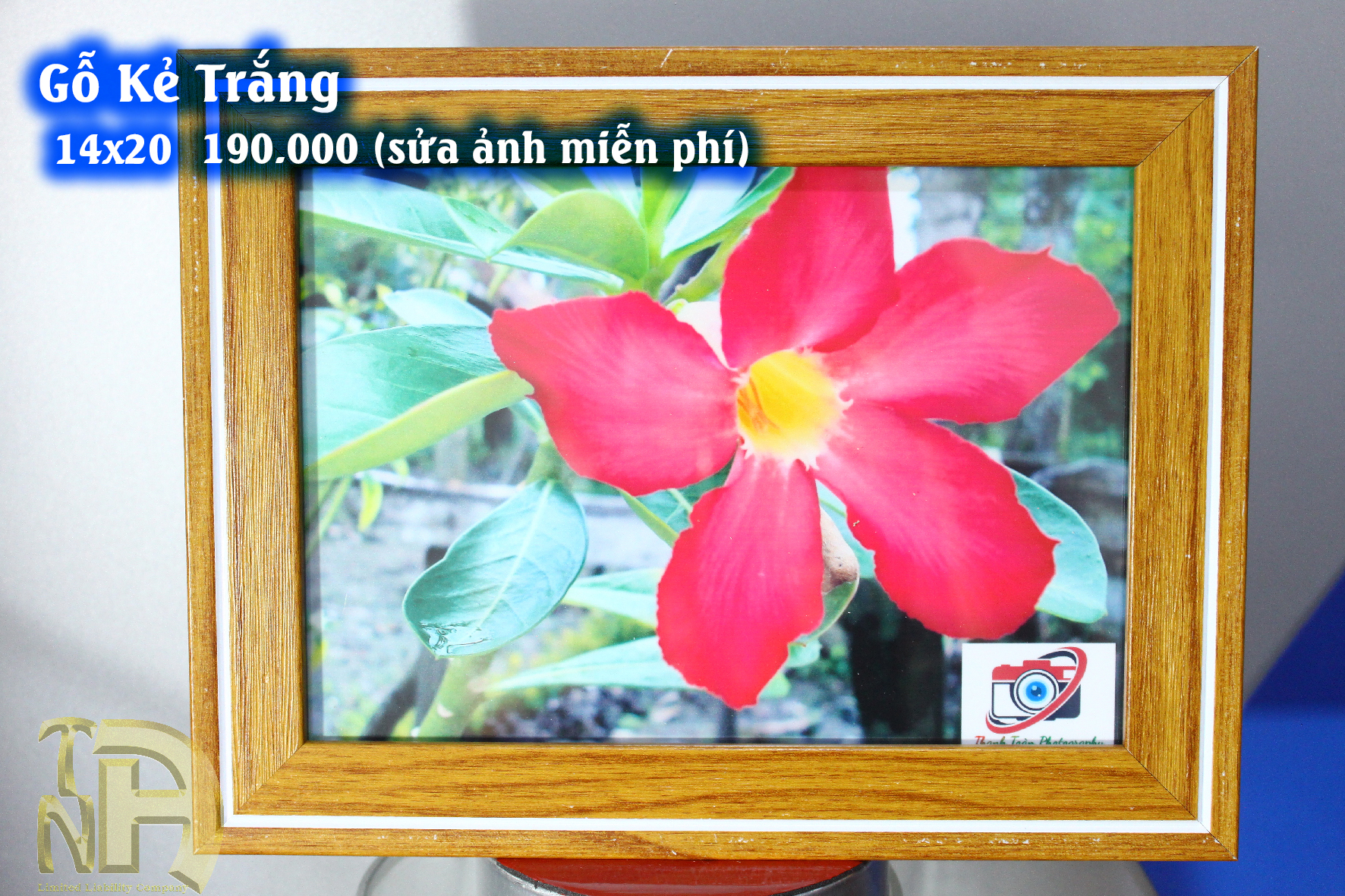 Gỗ kẻ trắng